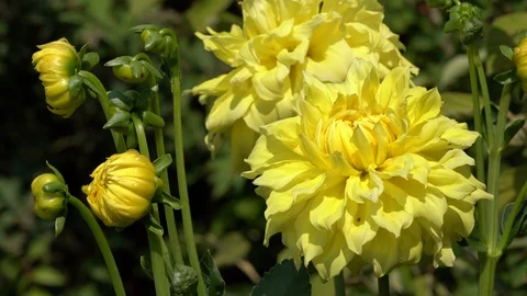 Flora Dahlia Stock Footage 122043903
