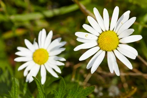 Flora - daisies Stock Photos