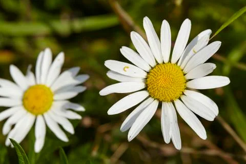Flora - daisies Stock Photos