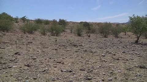 Flora in desert Video stock 51328306