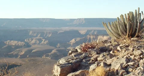 Flora of the Fish River Canyon, cactus growing on the rocks, 4k Stock Footage 132246780