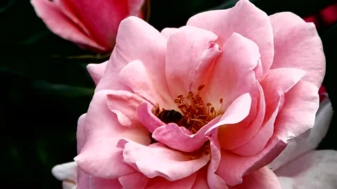 FLORA FLOWER (108) Video stock 134106393