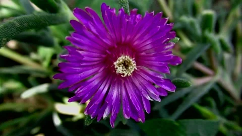 FLORA FLOWER (1269) Video stock 134347027