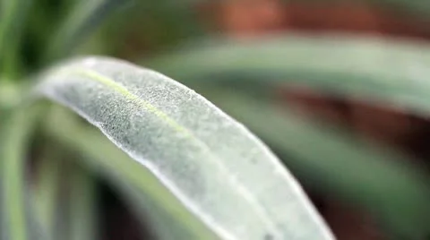 Flora Video stock 10803188