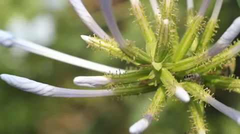 Flora Video stock 10850190