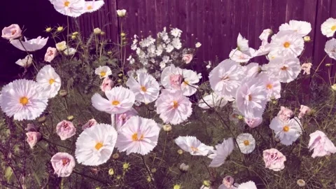 Flora Vídeos de archivo 160122020