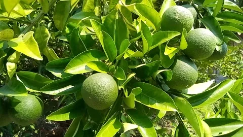 Flora Video stock 242224337