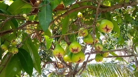 Flora Video stock 242224451