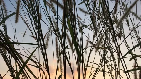 Flora grasses in the soft breeze. Stock Footage 99522829