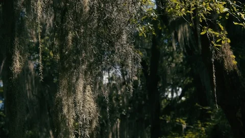 Flora growing on branches of tree in forest Stock Footage 97592881