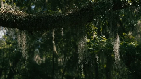 Flora growing on branches of tree in forest Stock Footage 97593765