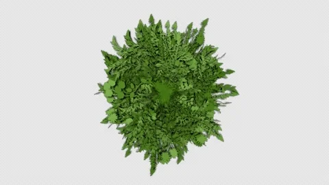 Flora growth. Stock Footage 140828417