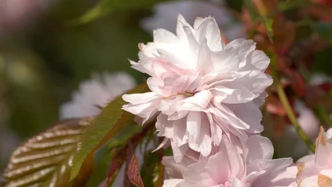Flora Hill Cherry Prunus serrulata Stock Footage 128697301