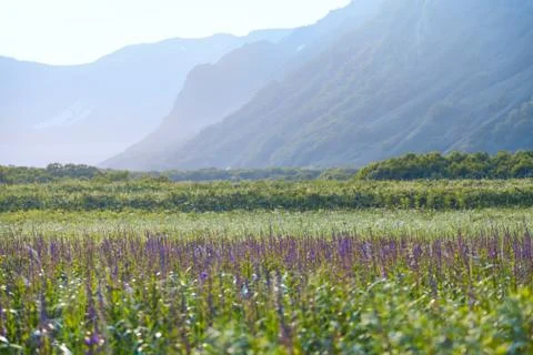 Flora of Kamchatka. Forests and fields. Nature of Kamchatka. Lan Stock Photos