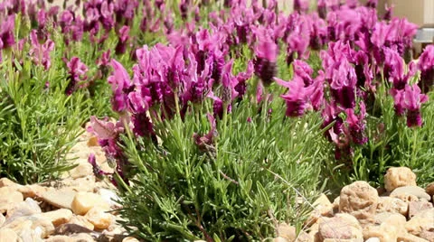 Flora - Lavandula stoechas A Stock Footage 26084017
