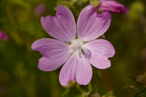 Flora - malva (malva sylvestris) Stock Photos