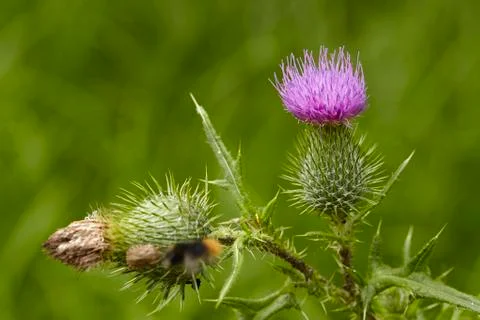 Flora - mary thistle Stock Photos