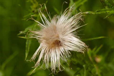 Flora - mary thistle Stock Photos