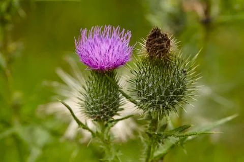 Flora - mary thistle Stock Photos