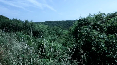 Flora Overlooking a Welsh Valley on a Somewhat  Windy day Video stock 91896552