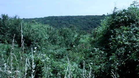 Flora Overlooking a Welsh Valley on a Somewhat  Windy day Video stock 91897448