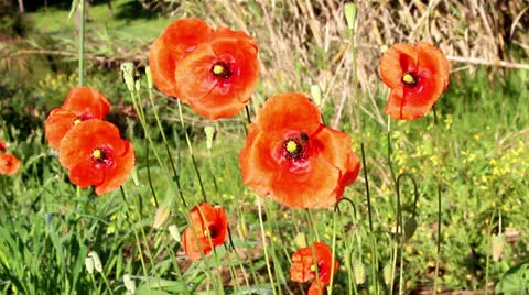 FLORA - Papoilas.mp4 Stock-Footage 22709260