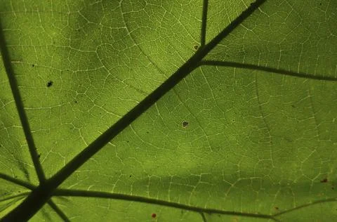 Flora pattern. Summer concept. Stock Photos