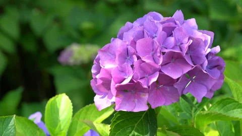 Flora Penny mac Hydrangea macrophylla Stock Footage 145586130