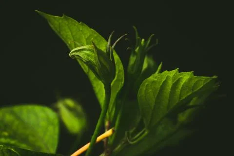 Flora Stock Photos