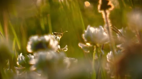 Flora in solar to light. Sunlight. Bug in a grass. Yellow background Stock Footage 64773603