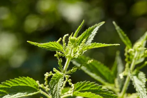 Flora - stinging nettle Stock Photos