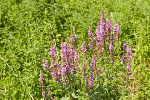 Flora - summer lilac Stock Photos