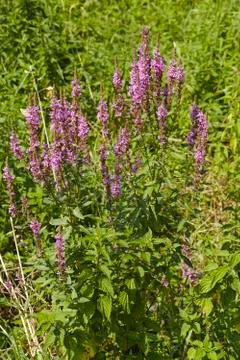Flora - summer lilac Stock Photos