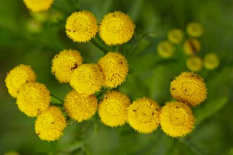 Flora - tansy Stock Photos