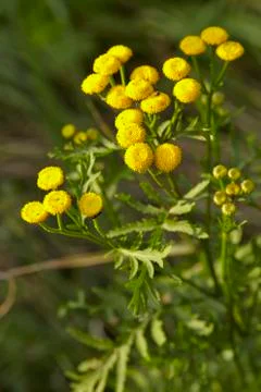 Flora - tansy Stock Photos