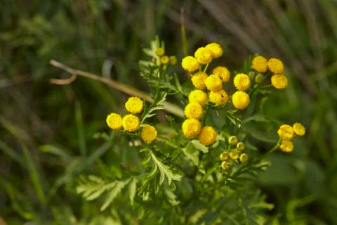 Flora - tansy Stock Photos