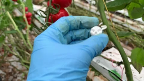 Flora for tomatoes in plastic houses Stock Footage 259673202