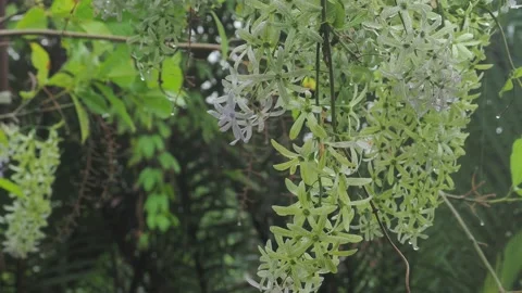 Flora on tree branch. 動画素材 233233180