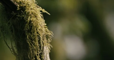 Flora on tree trunk in forest Stock Footage 97613892
