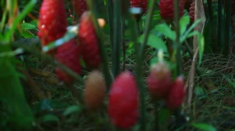 Flora of tropical forest Stock Footage 22292198