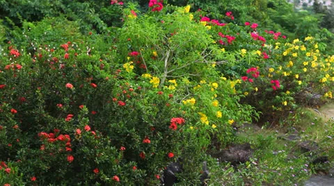 Flora tropics. Panorama. Stock Footage 24771290