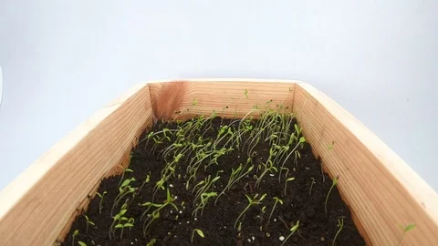 Flora05 Video stock 127534268