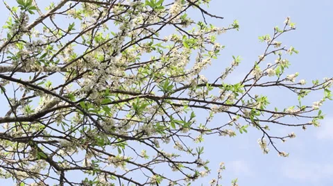 Florada Ameixas-05 Video stock 32685801