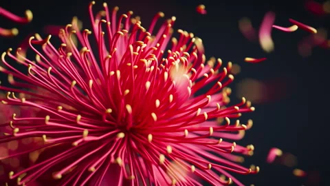 Floral 3D loop of chrysanthemums with softly drifting petals. 库存影片 328493446