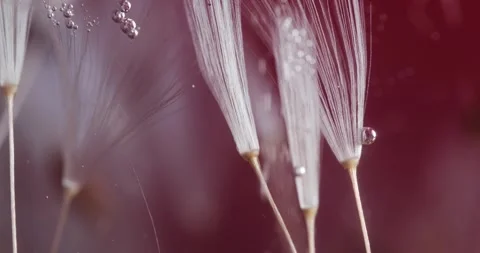 Floral Abstract Composition of Dandelion Pappus Stock Footage 274955846