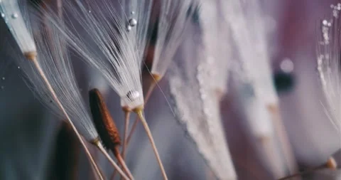 Floral Abstract Composition of Dandelion Seeds Stock Footage 274955848