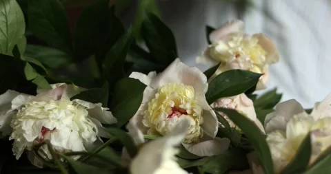 Floral arrangement process featuring delicate peonies and greenery Stock Footage 339074571