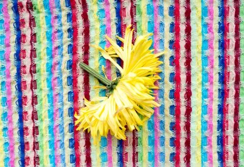 Floral Aster. 스톡 사진