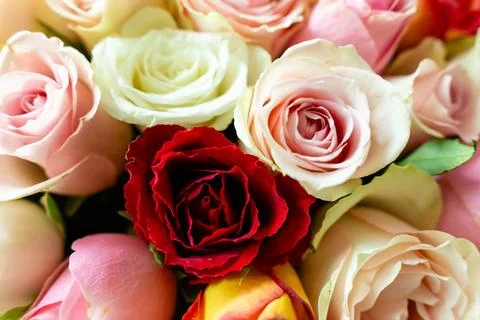 Floral backdrop composed of a diverse array of rose blooms, ranging from vivid 写真素材