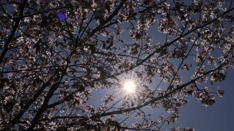 Floral background blooming plum tree in spring Stock Footage 237536039